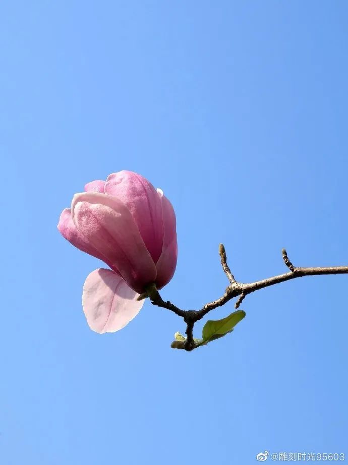 花枝什么颤成语_花枝鼠