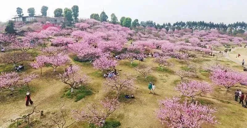 成都zui美"桃花岛"竟藏在这个地方,0.5h飙拢!还有数百