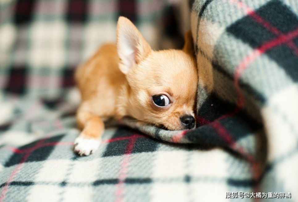 如果你第一次養狗，可別選擇這5個犬種，養著不僅累，還很耗錢！ 寵物 第3張