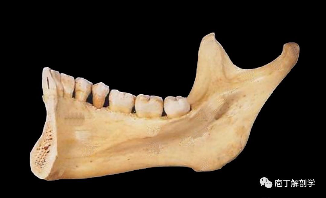 下颌骨的结构与形态特点