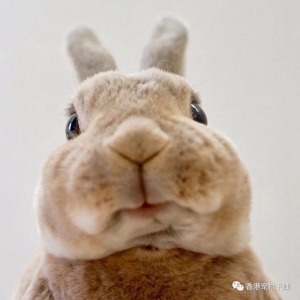 霓虹国的兔子olive 不同于其它外表软萌温顺的兔 宠物图片来自ig