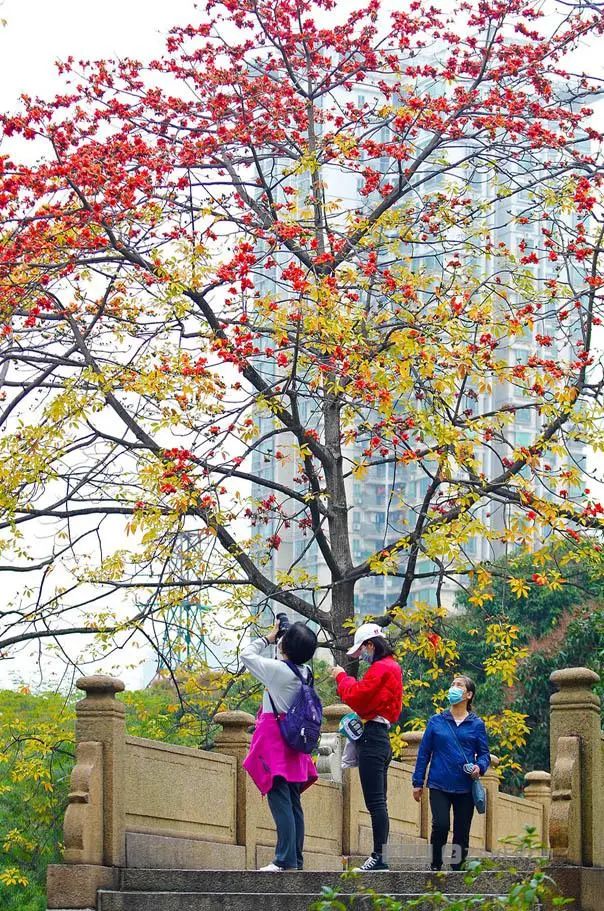 木棉花绽放,春已将冬封锁,让我们众志成城,携手战疫.