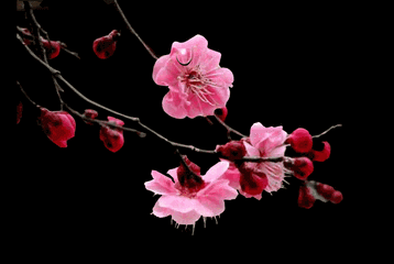 洛川:春天迎来的路上,一朵梅花悄然陨落——致敬彭银华医生|朗诵