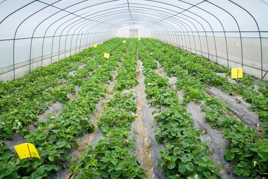 品牌农业引领农业高质量发展 8b73875e463040d49cfe167efffca9e9.jpeg