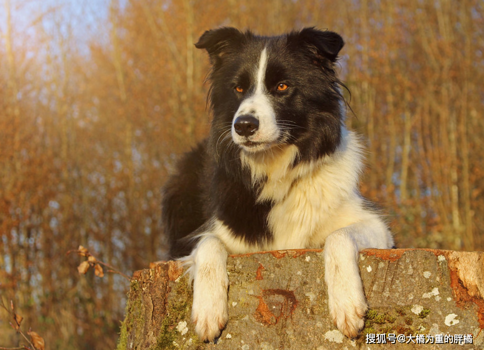 如果你第一次養狗，可別選擇這5個犬種，養著不僅累，還很耗錢！ 寵物 第6張