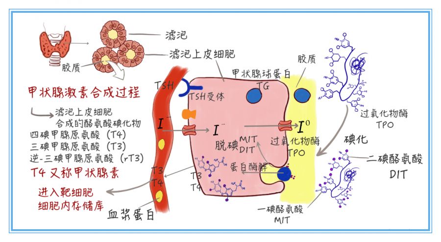 为了更好地理解甲亢的病因诊治,我详细地讲一下甲状腺激素的合成过程.