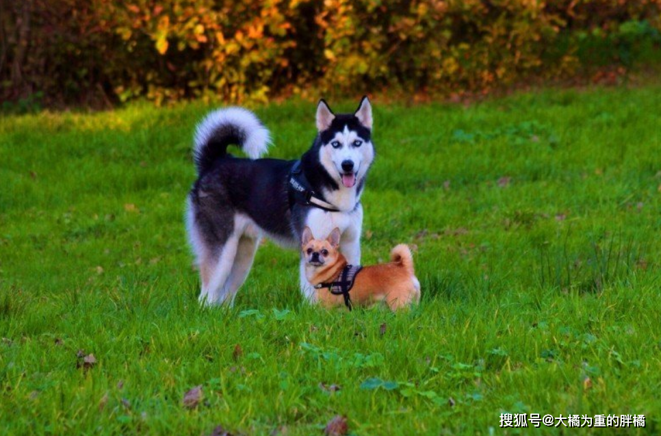 如果你第一次養狗，可別選擇這5個犬種，養著不僅累，還很耗錢！ 寵物 第1張