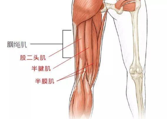大腿后群和大腿前群肌肉的关系也是一样,任何一个前群的伸膝动作都