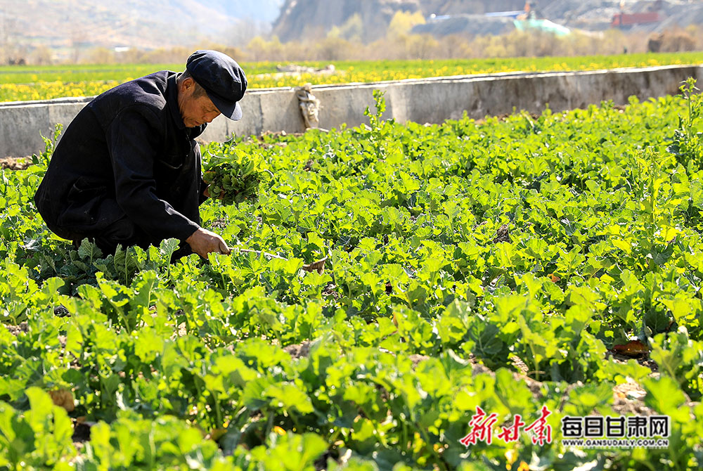 农民对油菜施肥除草舟曲柳树已发新芽白龙江两岸的田野农民在田地里