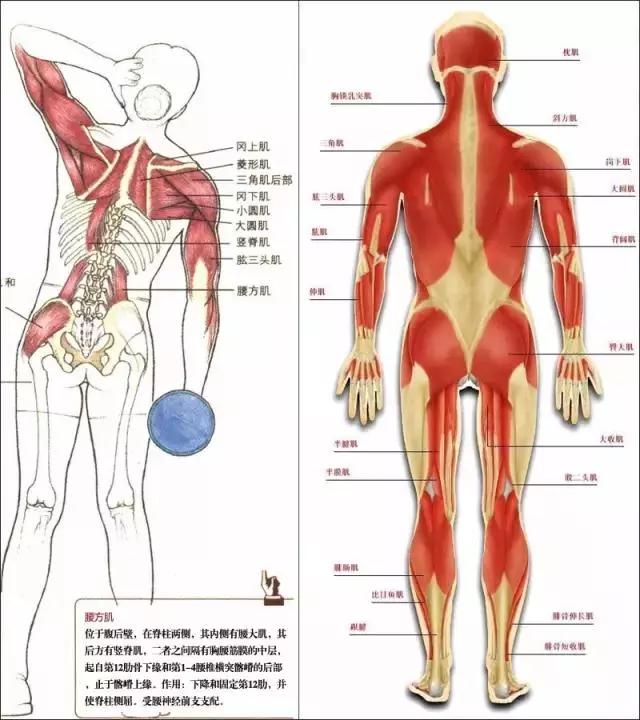 腰方肌自我拉伸仰卧伸展右侧腰方肌仰卧自身伸展练习a.