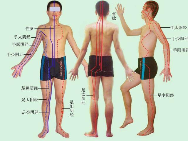 其主要功能是沟通十二经脉之间的联系,对十二经气血有蓄积渗灌等调节