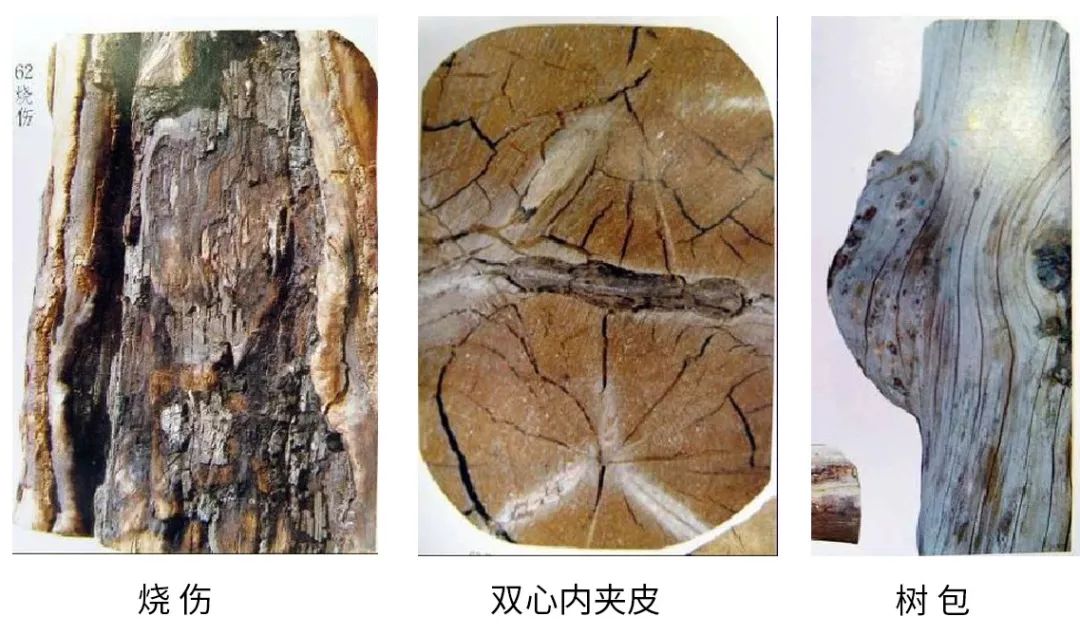 木材原木的缺陷及等级划分