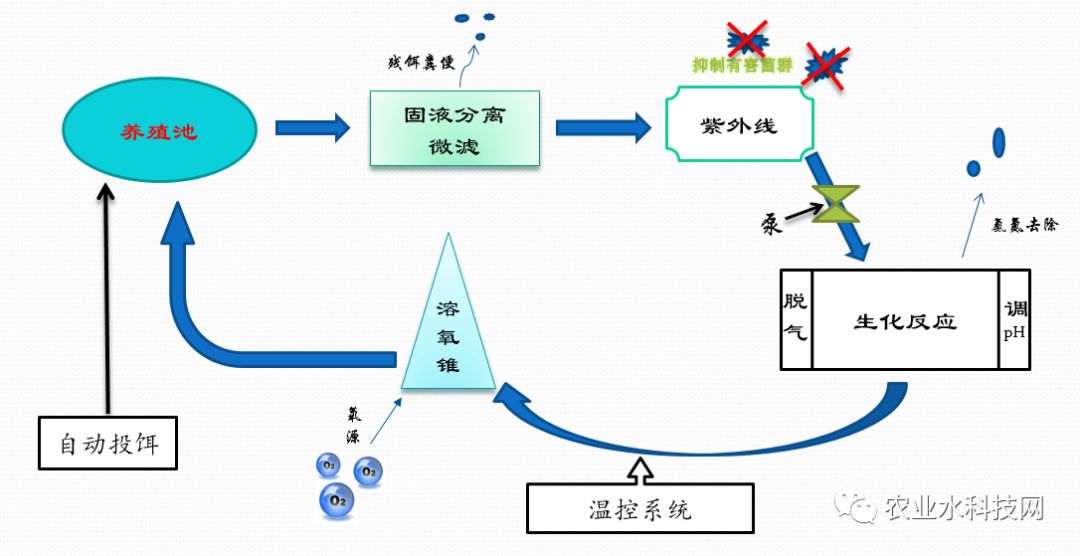 循环水养殖系统在农业嘉年华场馆中的展示设计