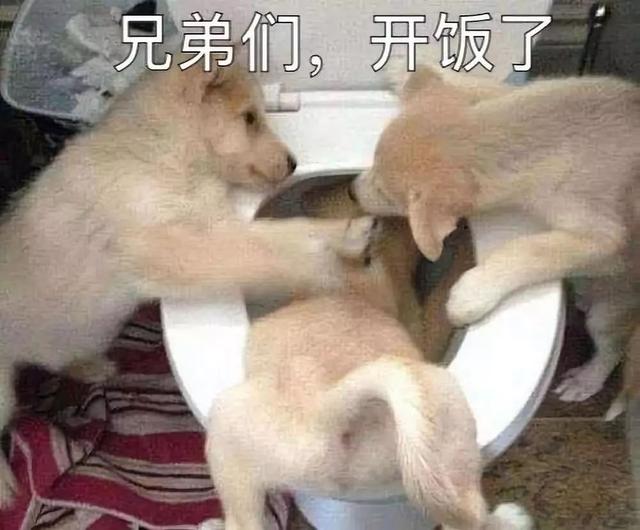 狗狗为什么吃屎?