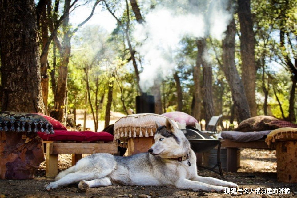 如果你第一次養狗，可別選擇這5個犬種，養著不僅累，還很耗錢！ 寵物 第2張