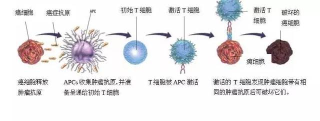 获得诺贝尔奖的"免疫治疗"是啥?令人恐惧的癌症有望被