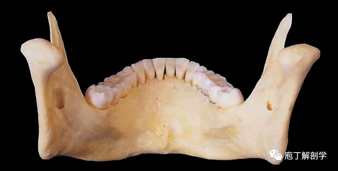 下颌骨的结构与形态特点
