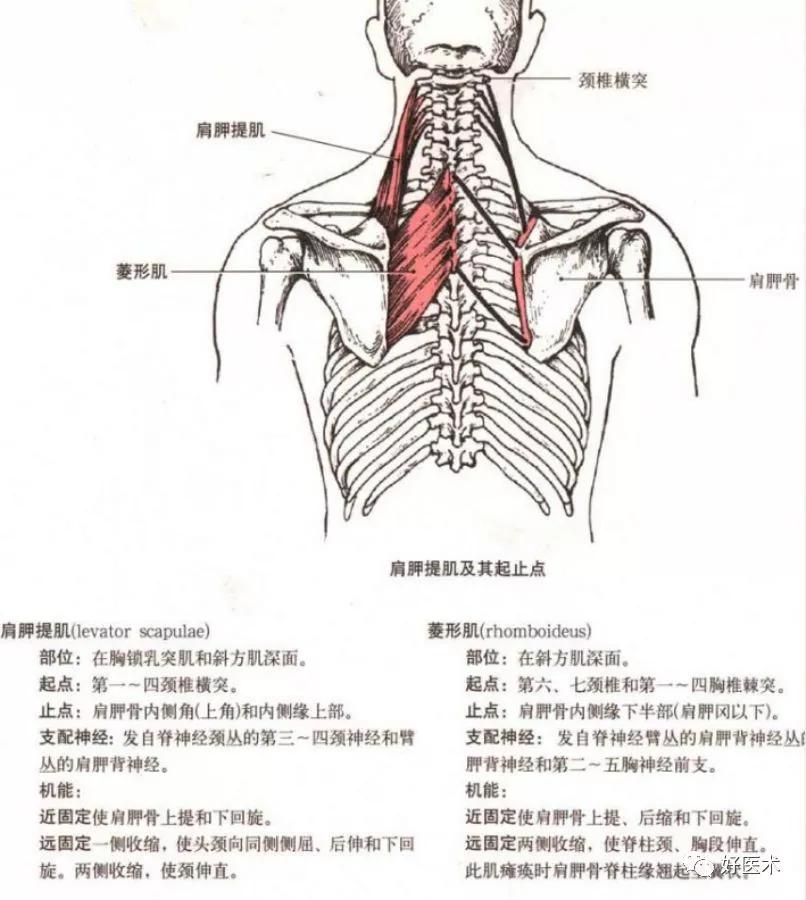 一起学习肩关节各部位解剖及查体汇总