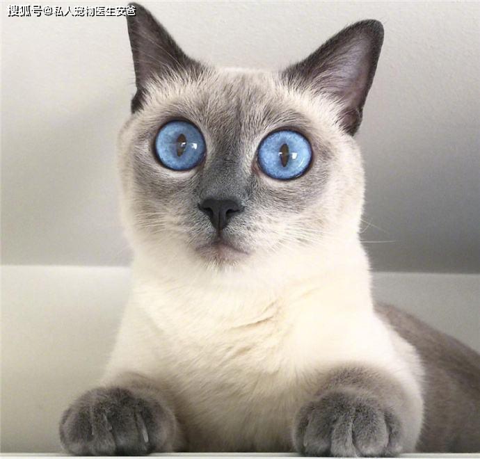 安爸告诉您猫咪的瞳孔为什么是竖着的