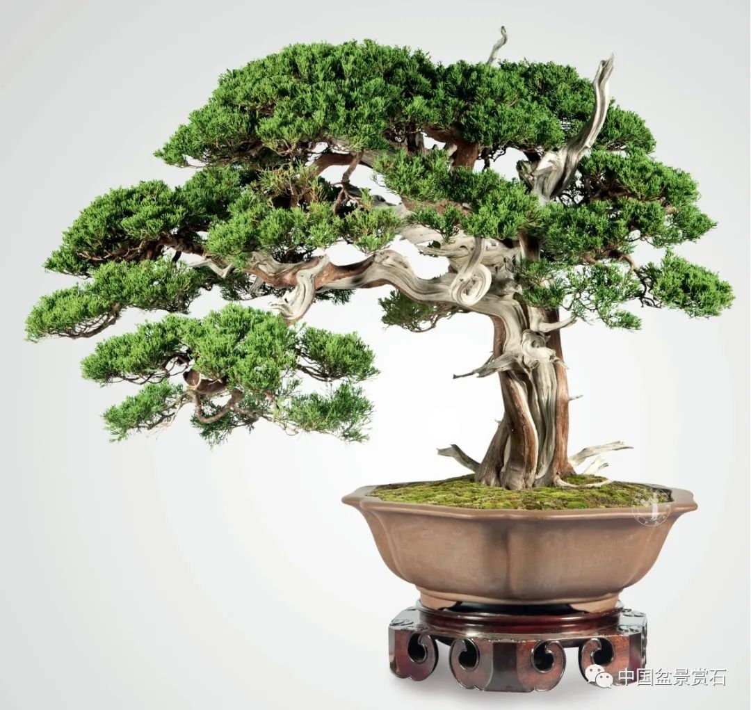 抗疫时刻,线上回顾|国家一级协会中盆协历届展览精彩不容错过——中国