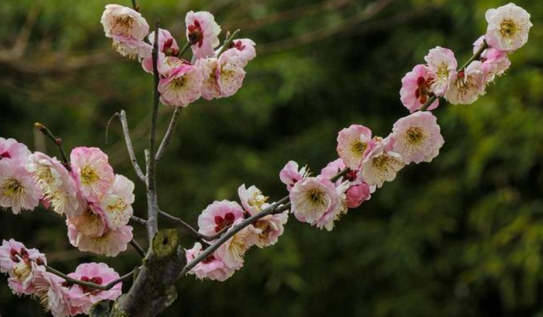 王安石最脍炙人口的一首诗_梅花王安石图片