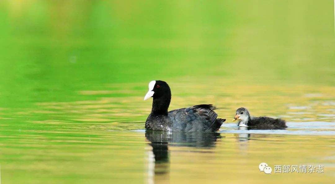 鸟人王小炯7年拍摄尕斯湖湿地近300种野生鸟类