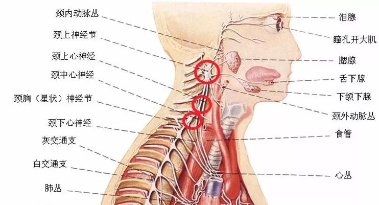 丛,锁骨下动脉丛和椎动脉丛等,伴随动脉的分支至头颈部的腺体(泪腺