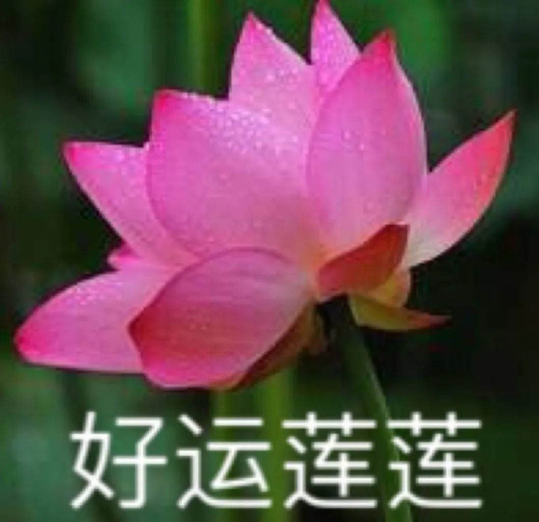 因为头像太骚我被亲妈吐槽像鸡