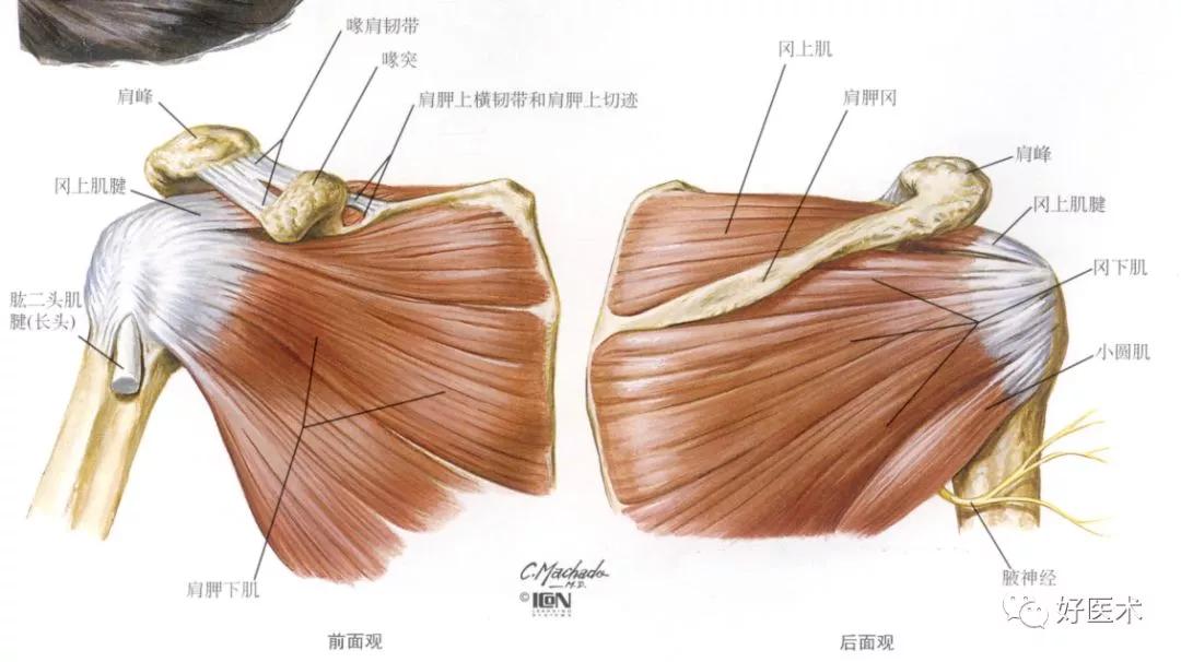 2.冈上肌的下方为冈下肌,走行于冈下窝,止于肱骨大结节的中段. 3.