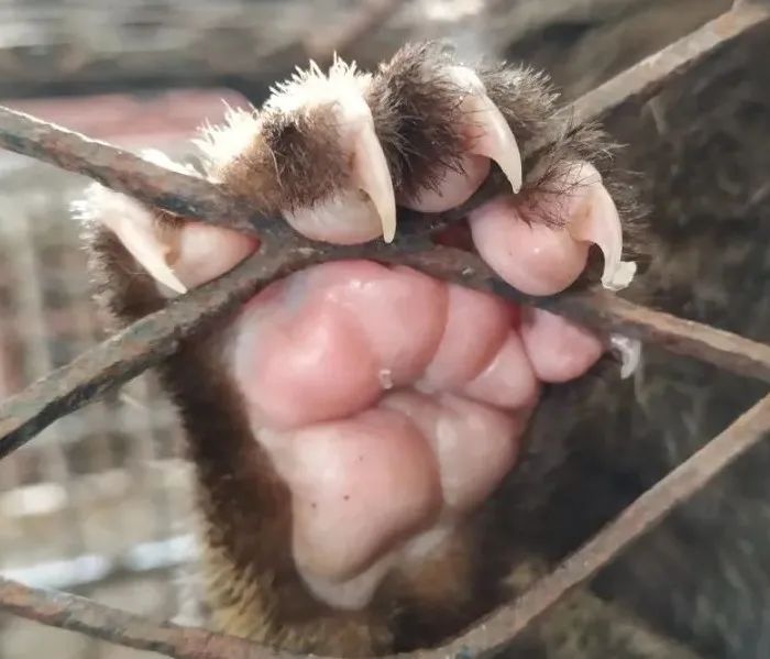 sars元凶果子狸