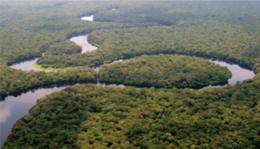 forest 非洲中部的刚果盆地森林是仅次于亚马逊的世界最大热带雨林