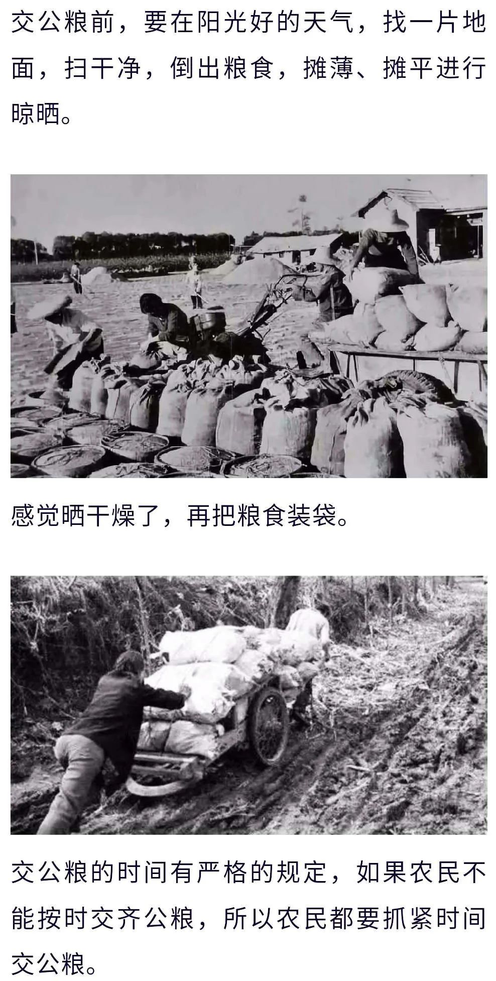 首次天台发现1951年农业税收据让我想起交公粮的往事