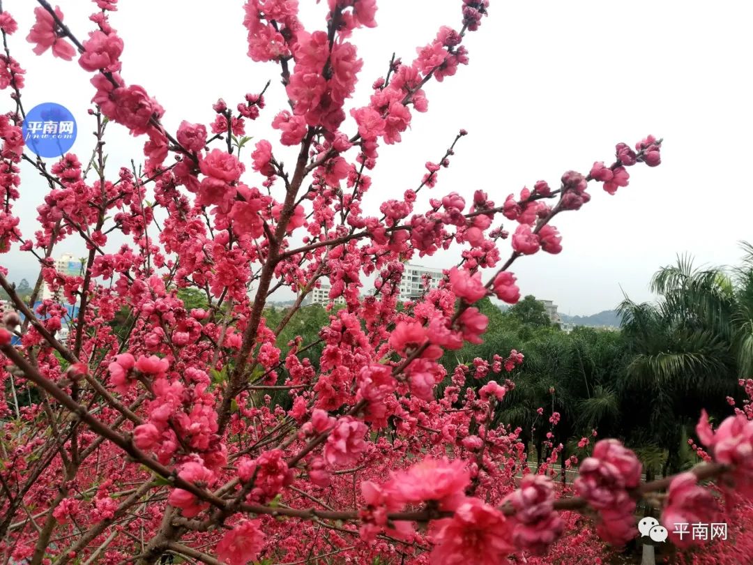 春风十里,不如一树桃花开!平南生态公园满山桃花醉人眼