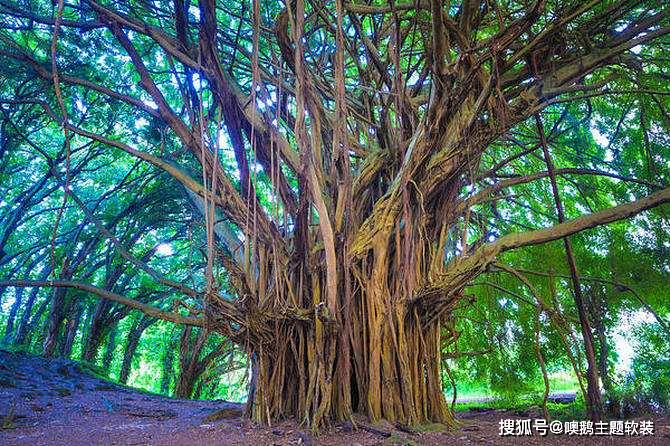 在泰国披迈的一个小岛之上,一棵菩提树长满一座岛.