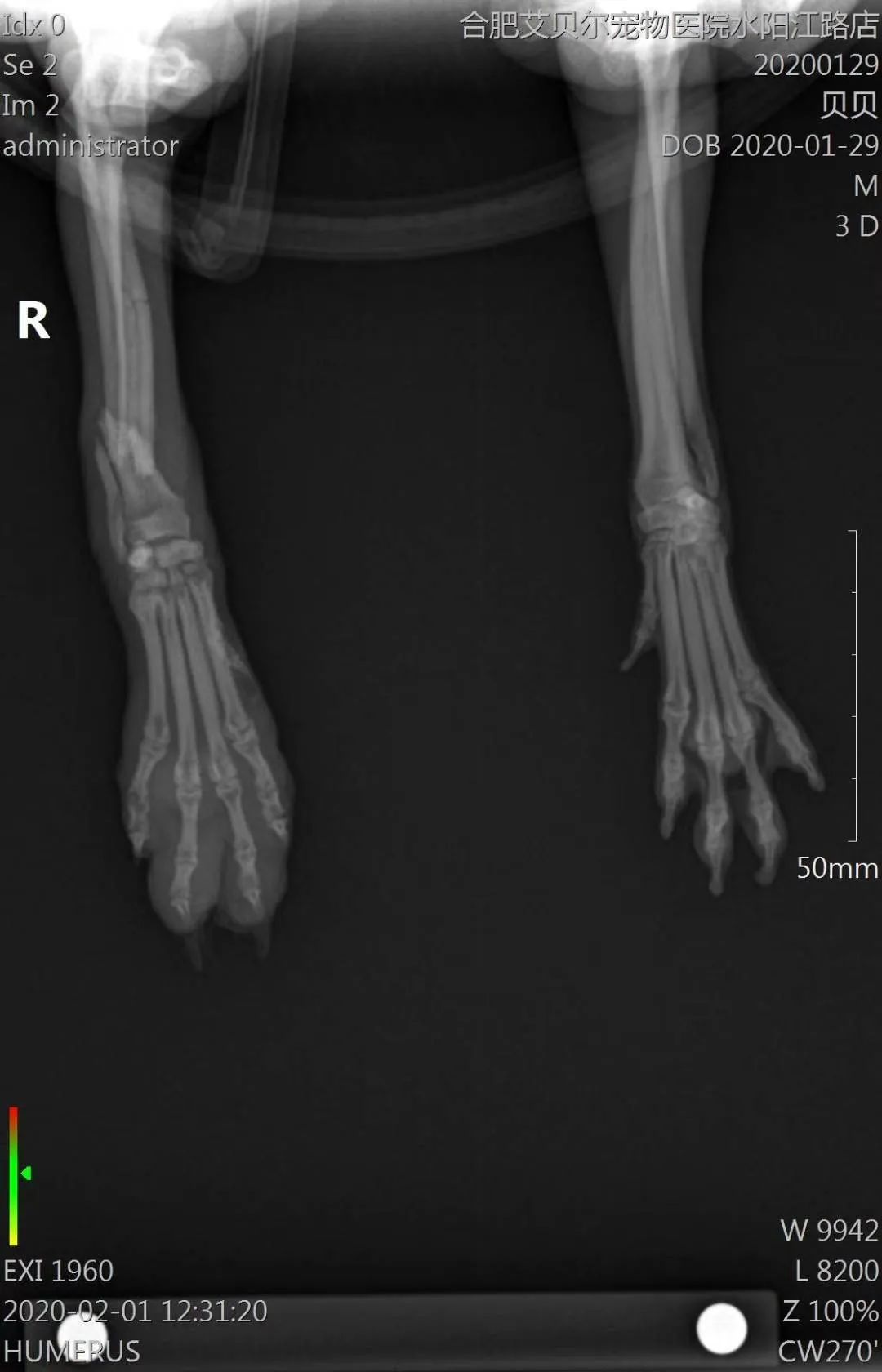 【病例分享】博美犬桡尺骨骨折,prcl锁定骨板系统临床病例分享!
