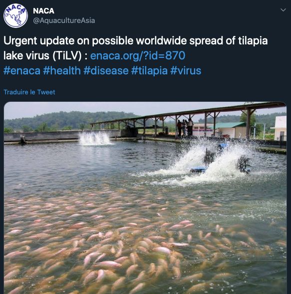 這種動物廉價的肉餵養了全世界的人，但它正在爆發致命疫情 寵物 第14張