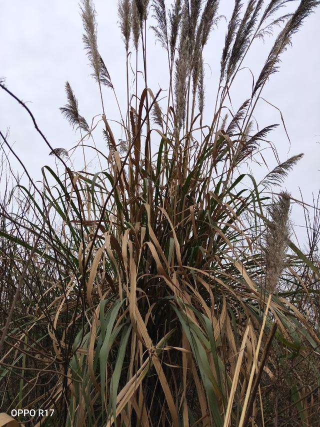 为何无人采收…_芦苇