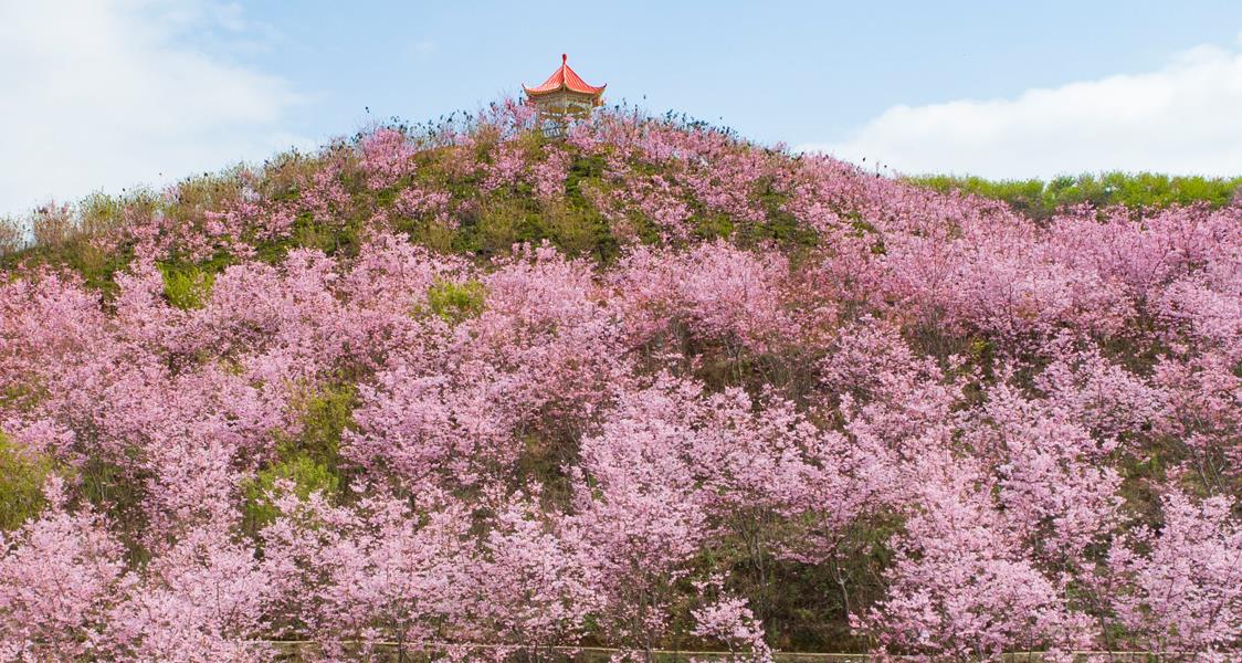 三明清流赖坊樱花全面绽放带你游福建最佳赏樱基地