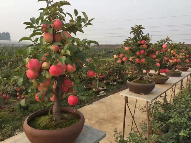 苹果矮化砧木在苹果种植中的影响以及优缺点简介