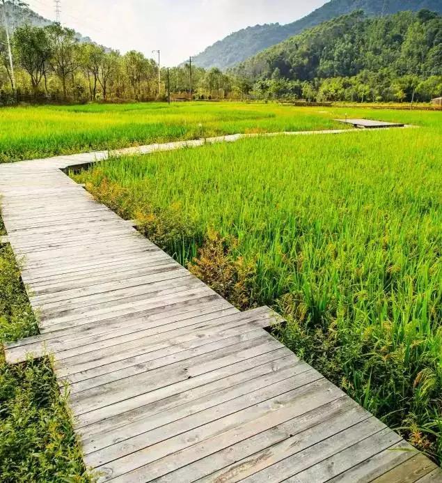 深圳周边3家网红民宿,一望无际的稻田才是向往的生活丨南方民宿
