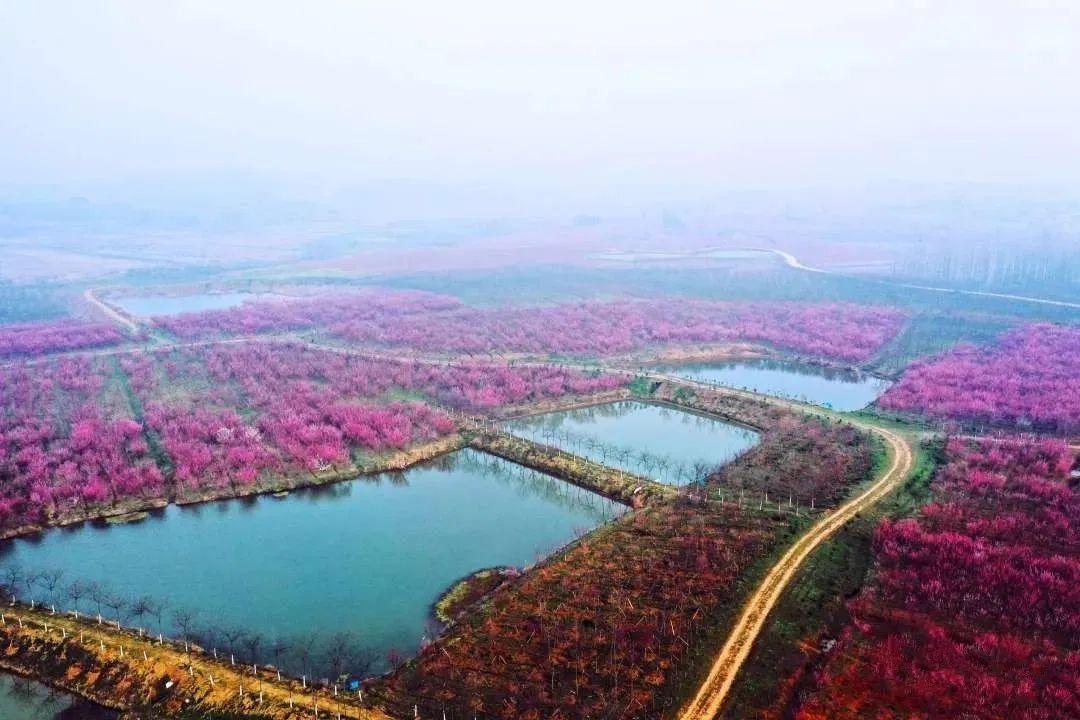 每年2月下旬,巢湖市庙岗乡浮槎山下的清水湾梅花园都会被漫天云霞