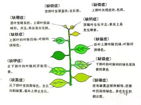 植物元素缺乏症图示看图判断你的植物缺什么元素