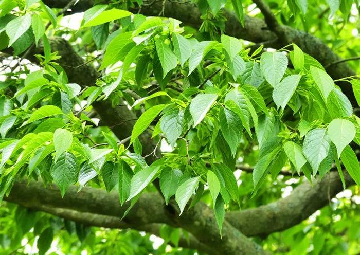 农村这树叫"杜仲,树皮是好药材,对于补益肝肾有帮助_价值