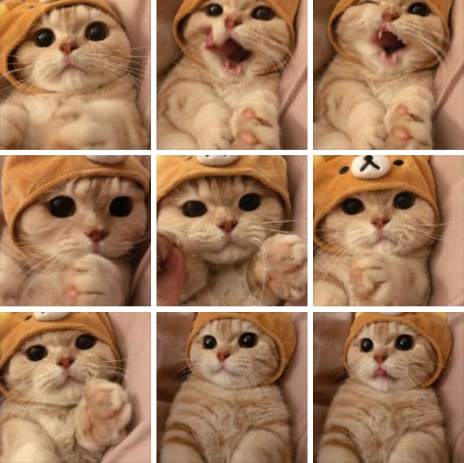 我宣布这只猫承包了我一年的头像和表情包!全网最萌小