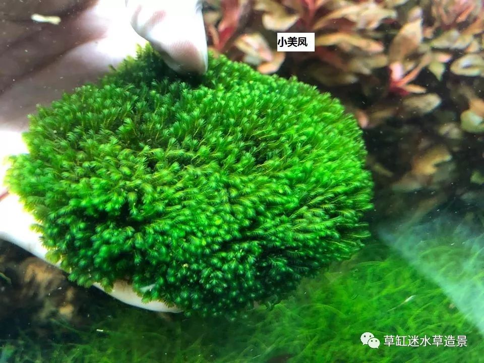 草缸迷·百科——常见莫斯品种