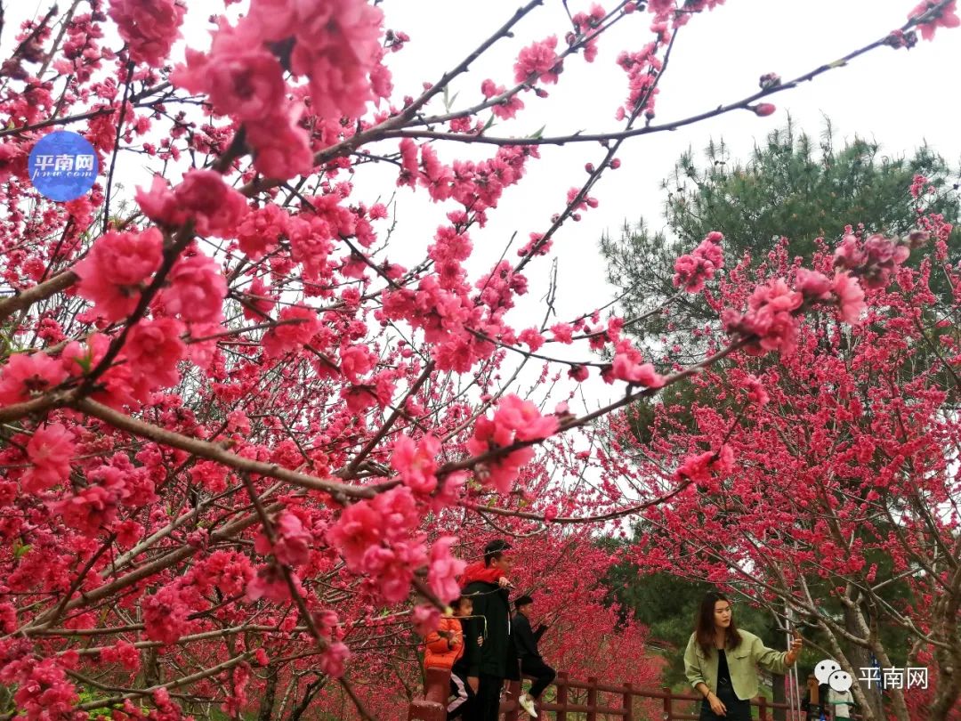 春风十里,不如一树桃花开!平南生态公园满山桃花醉人眼