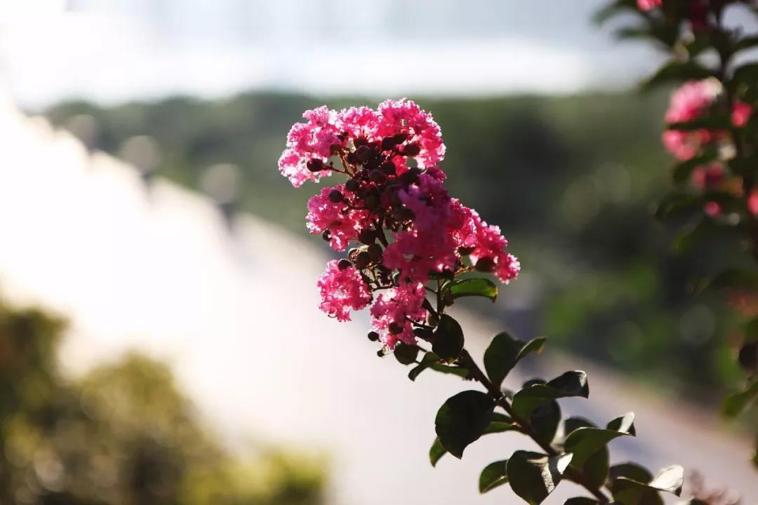 11月順風順水，九九八十一難已過，下半年萬事亨通，桃花遍地開，天天哈哈笑 星座 第1張