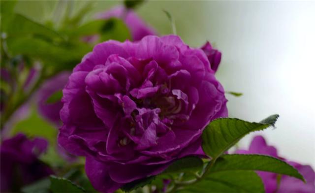 怎么种植蔷薇花 63336acea8394fc6b9e4f29ab9a58ae3.jpeg