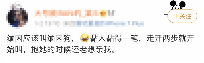 别被缅因猫乖萌的样子给骗了