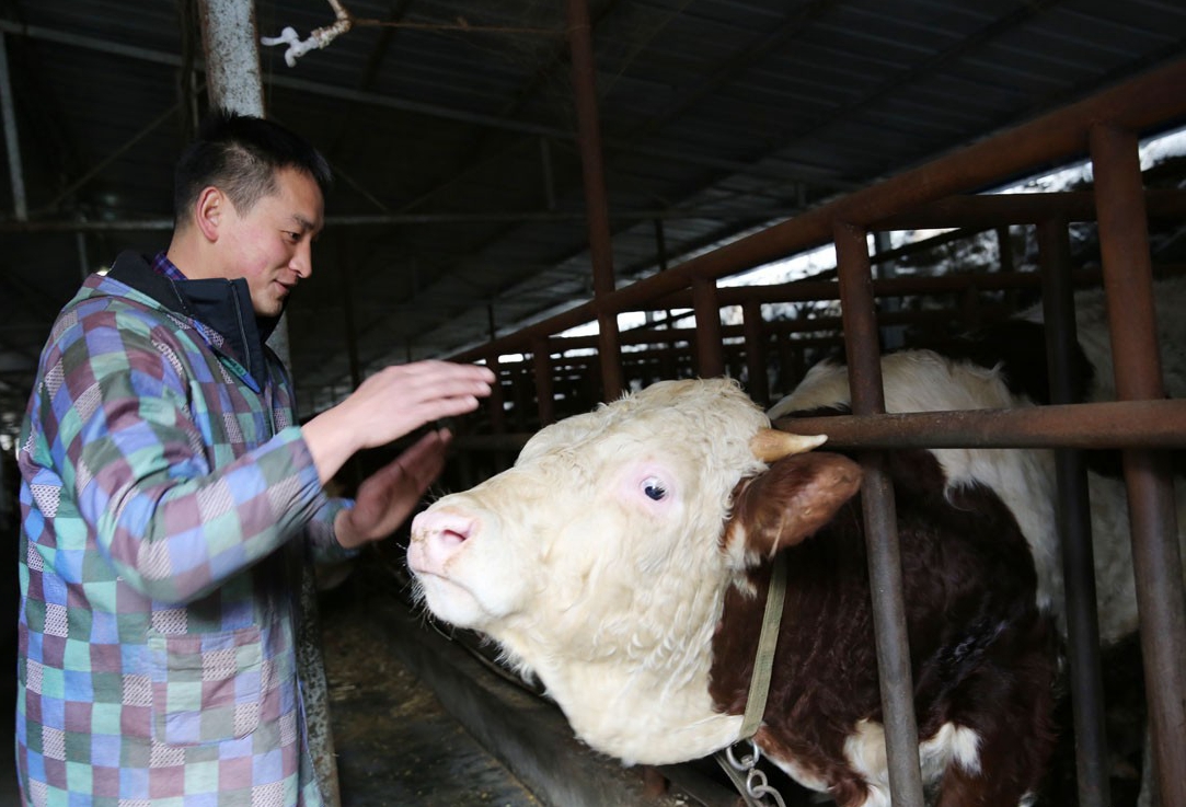 大户大家都佩服一个年轻小伙,说他最"牛逼",山上放养着百十头巴山黄牛